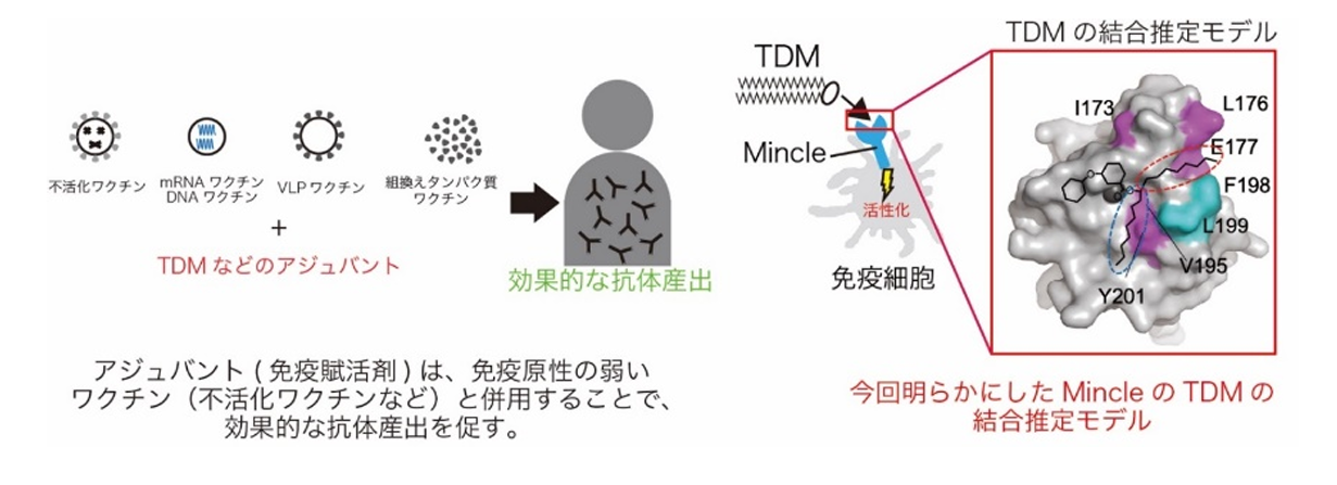 医師はこの 2 つをどのように区別するのでしょうか?